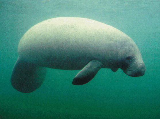 manatee