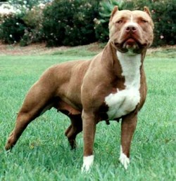 pitbull