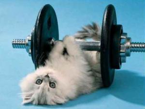 cat-exercise